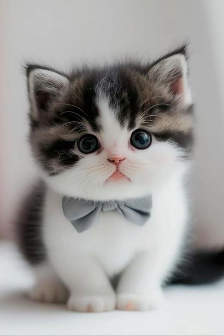 Gato adorable